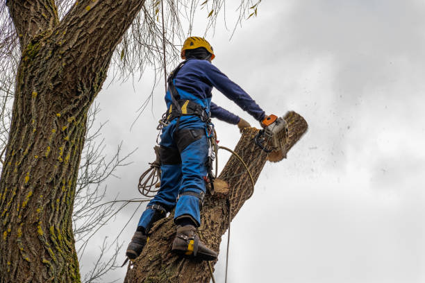 How Our Tree Care Process Works  in  Loyola, CA