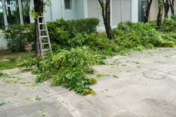 Best Emergency Tree Removal  in Loyola, CA